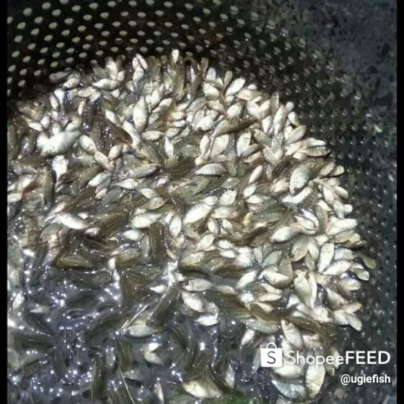 Bibit nila kekar uk 2/3cm