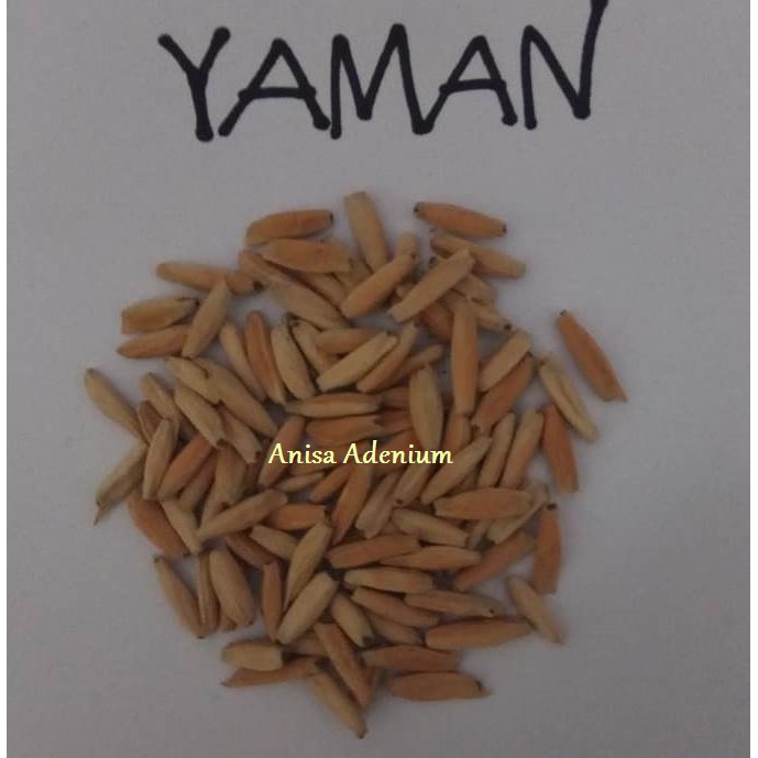 Seeds/Biji/Benih Tanaman Hias Adenium ARABICUM YAMAN