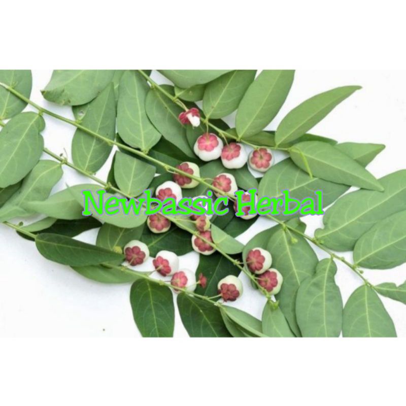 

daun katuk segar paket hemat 500 gram