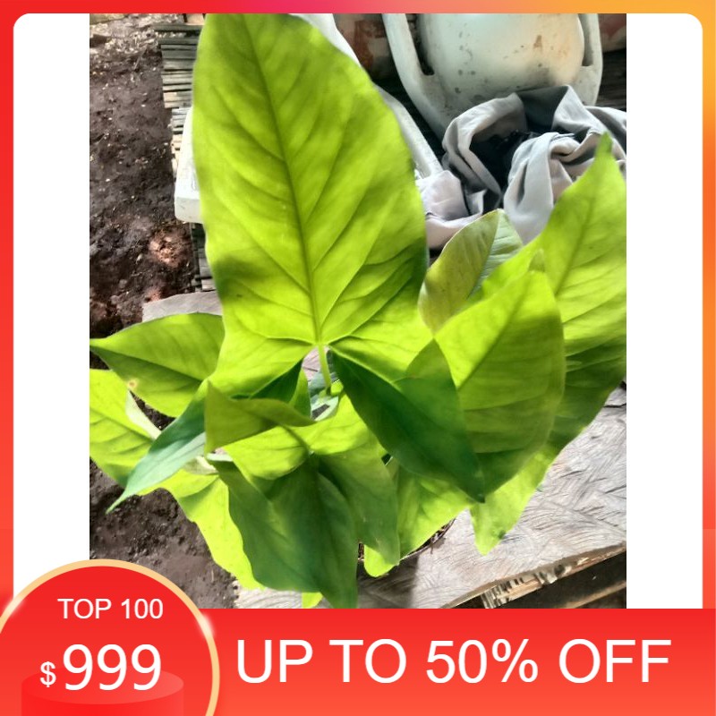 

simgonium green kampung