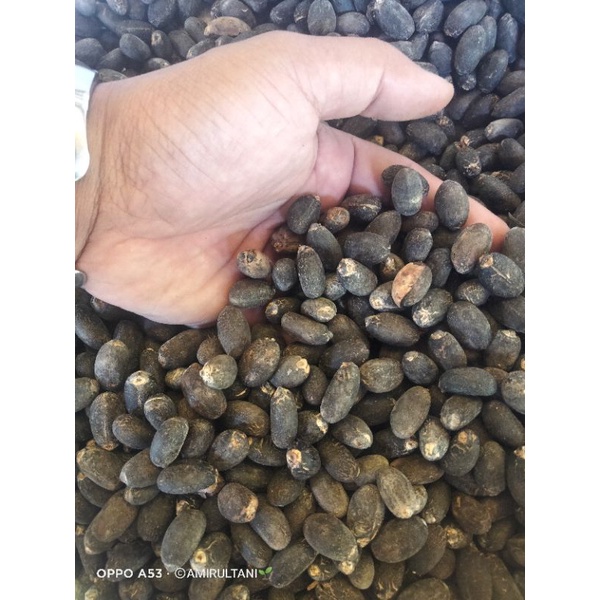 Biji Jarak Pagar 1kg siap tanam