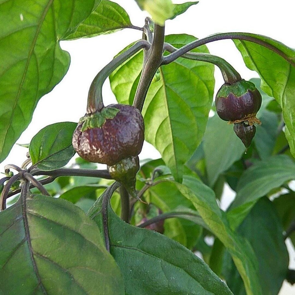 Bibit Benih Biji Cabe Purple Carolina Reaper Cabe Ungu Pedas - Biji Tanaman Cabe Ungu -Cabe Ungu-COD
