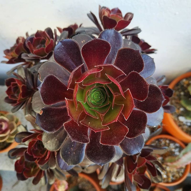 Sukulen Aeonium Arboreum / Sukulen Merah