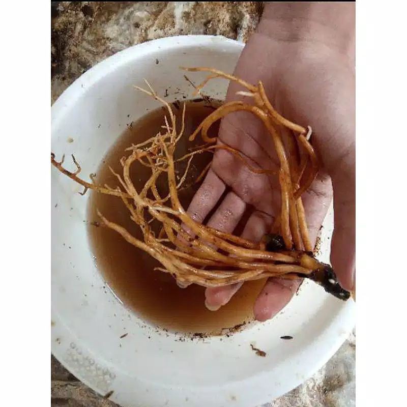 Bonggol Aglonema Three Colour / Bonggol aglonema tri colour / aglonema tricolor