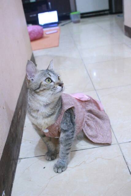 Dress coklat lucu untuk kucing dan anjing size S M L XL