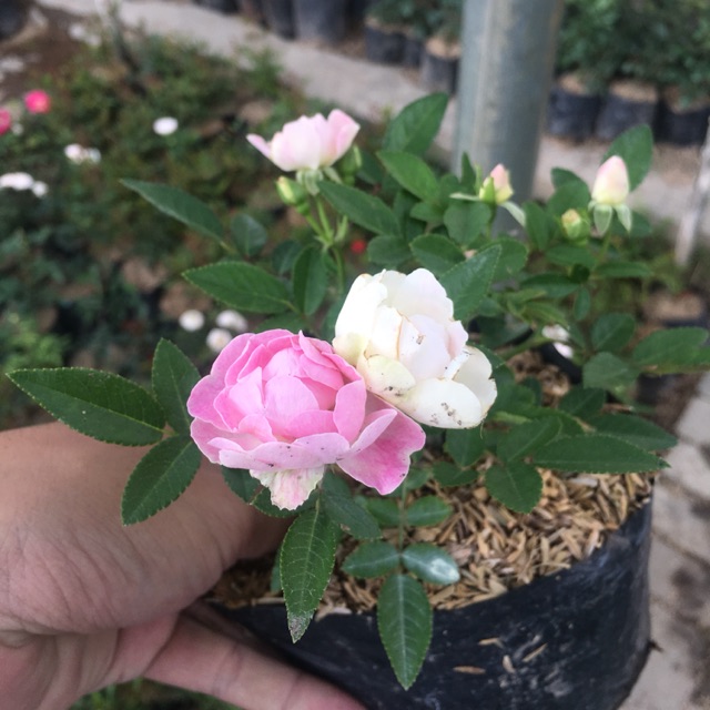 bibit tanaman bunga hias mawar rambat