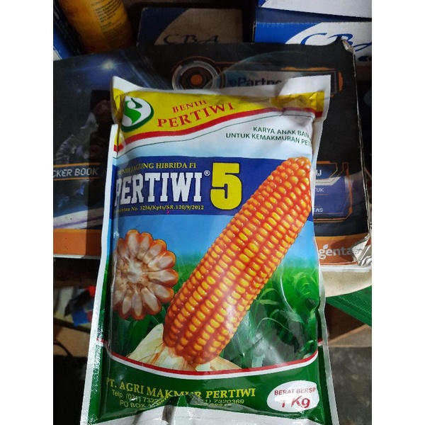 Benih jagung Hibrida pertiwi 5
