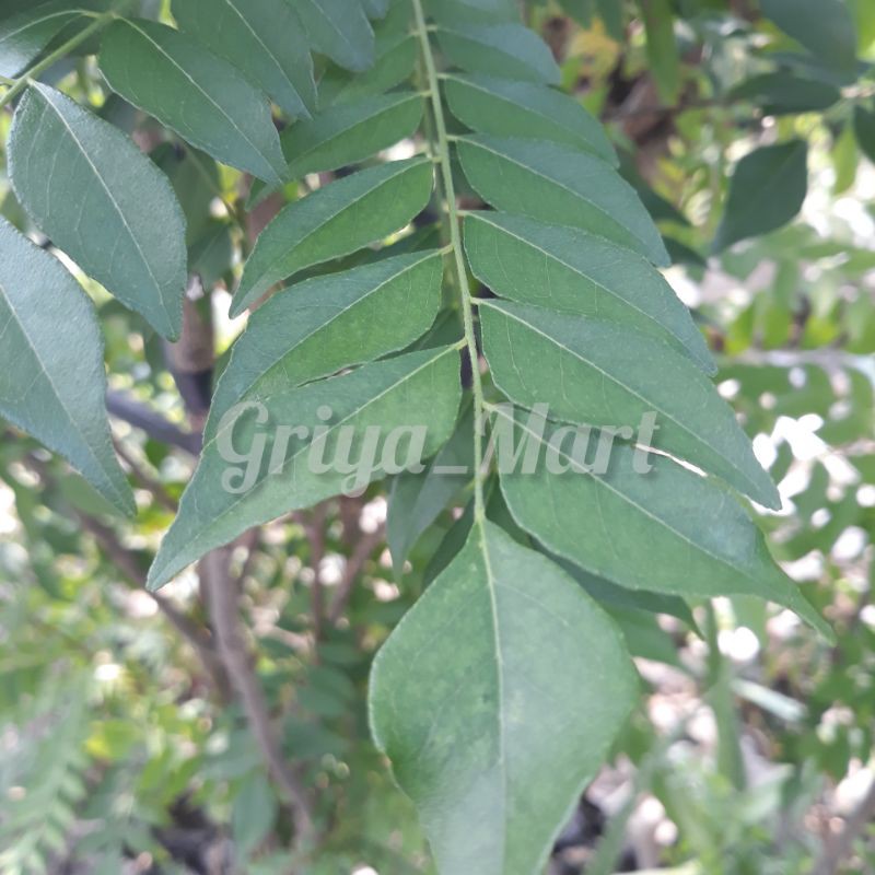 

DAUN KARI / RUKU-RUKU/ SALAM KOJA / TEMURUI / KOROKELING SEGER