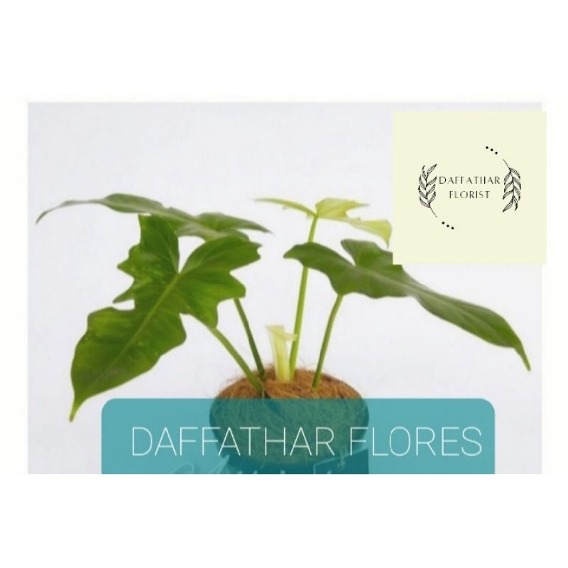 tanaman hias Philodendron minarum lime fiddle