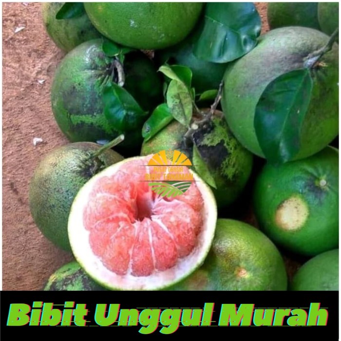 Bibit jeruk bali pamelo merah