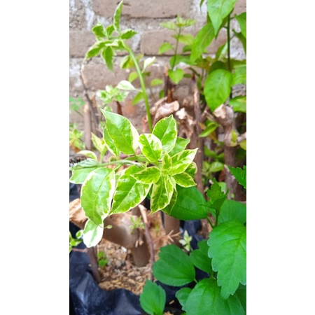 POHON BUNGA BOUGENVILLE HIDUP - BUNGA KERTAS HIDUP - BIBIT SIAP TANAM