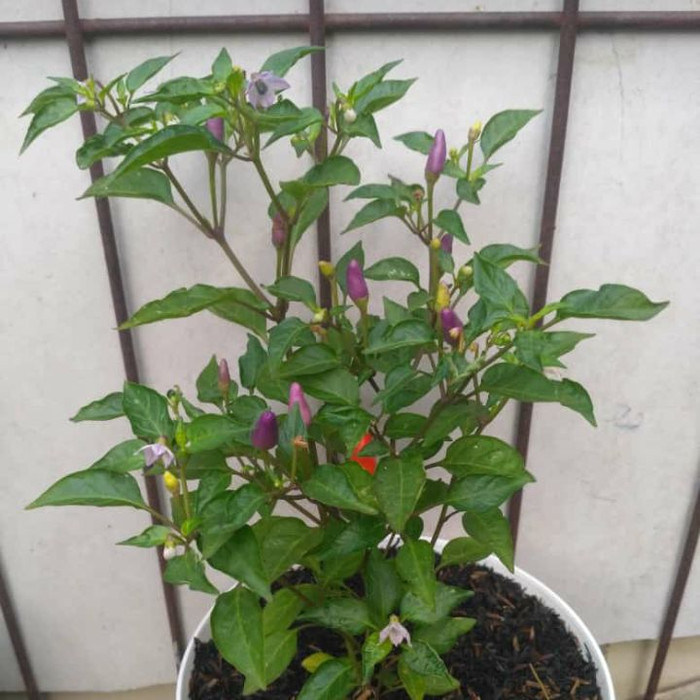 Pohon Cabai Rawit Pelangi - Tanaman Hias Cabe Pelangi khagreen