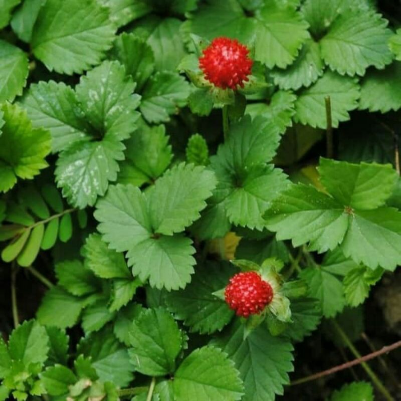 bibit buah arbenan arbei hutan