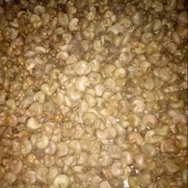 Promo 500grbiji/ benih jambu monyet / jambu monyet