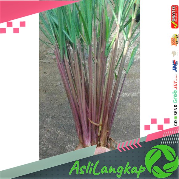 Sereh Merah 1 kg, Sereh Merah Wangi, Sereh Wangi Tanaman, Sereh Wangi Murni, Sereh Wangi Sereh Merah