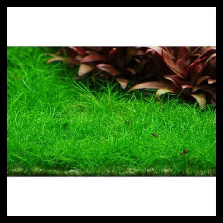 Tanaman Aquascape Dwarf Hairgrass Cup Jual Murah