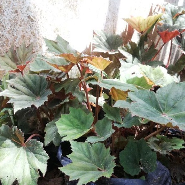 begonia Red begonia star