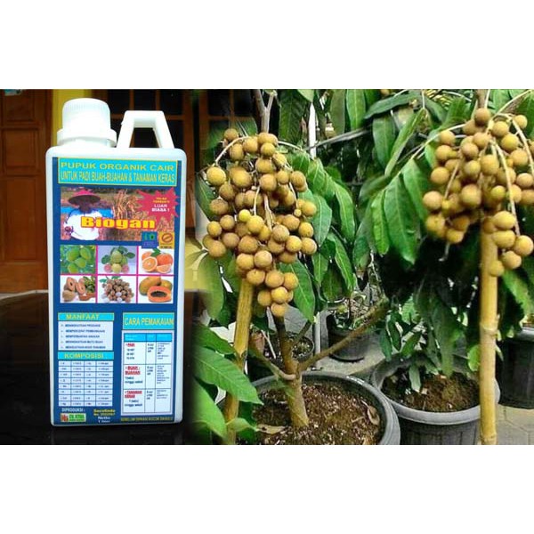 PUPUK ORGANIK CAIR BIOGAN UNTUK TANAMAN BUAH KELENGKENG CEPAT BERBUAH