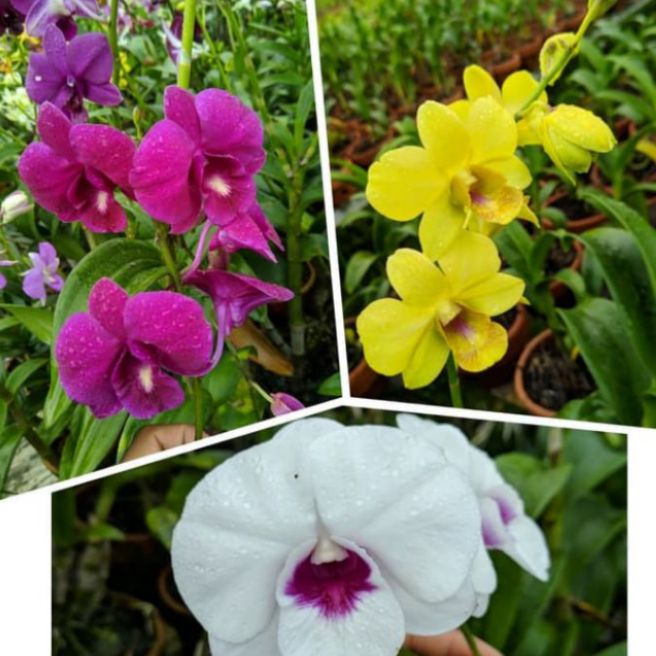 Paket 3 anggrek dendrobium dewasa anggrek dendrobium