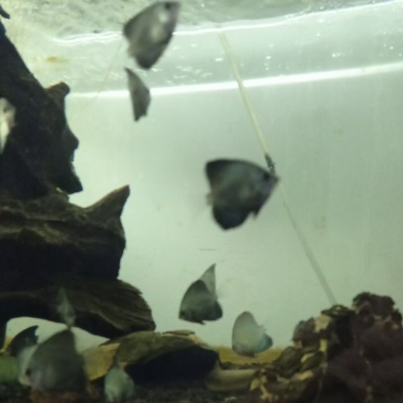 Anakan ikan discus ukuran badan +-3 cm jenis blue diamond