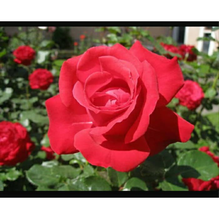 Bibit Tanaman BIBIT MAWAR MERAH