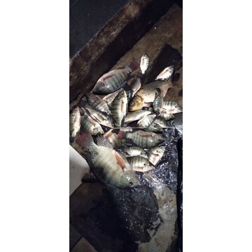ESSEN IKAN MAS ESSENCE IKAN MAS UMPAN IKAN MAS JEDUD AKC