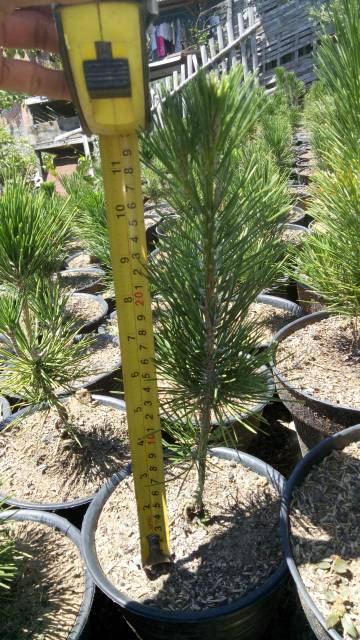 Bahan Bonsai Pinus Japanese Black Pine