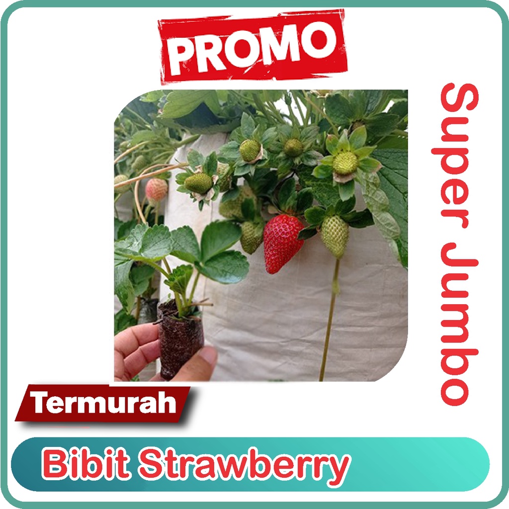 Benih Bibit Strawberry Mencir