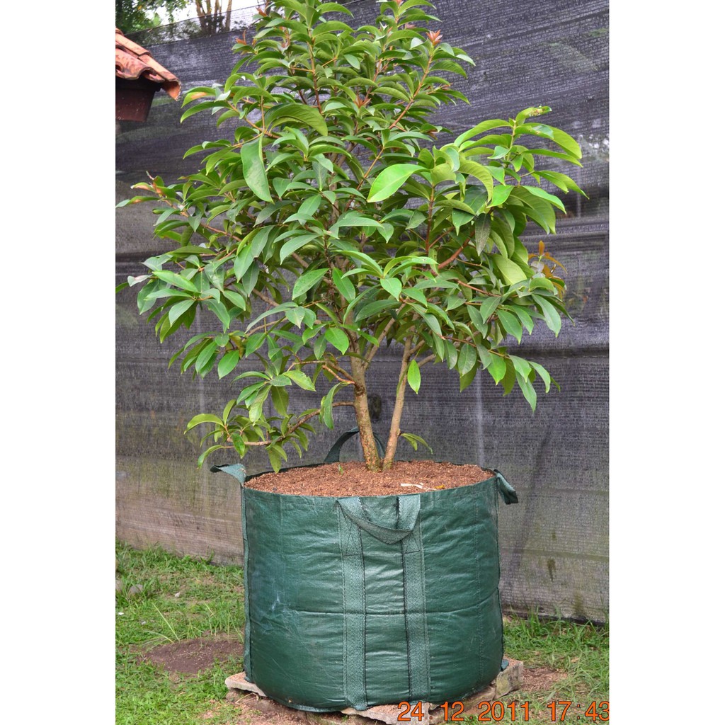 Planter Bag Easy Grow 300 Liter - Hijau
