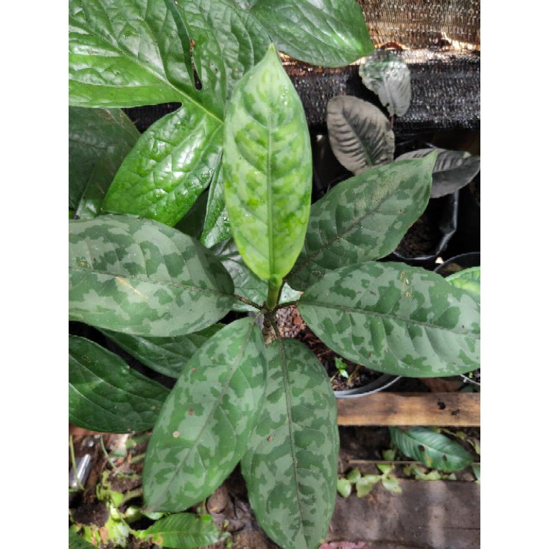 Aglonema pictum