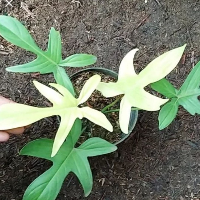 Philodendron Florida ghost