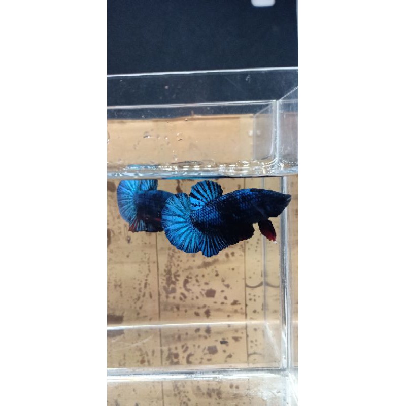 cupang  avatar BbL(Bahanan)