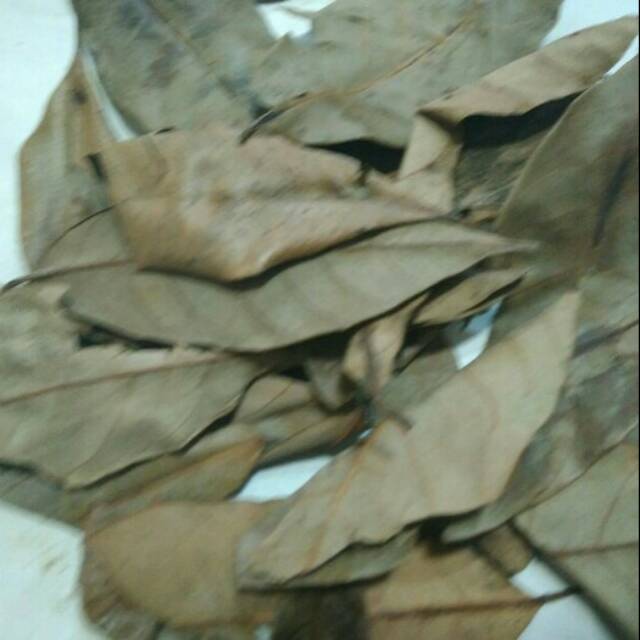 

Daun Pala Kering 500Gr
