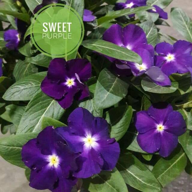 Benih Vinca Juntai - Vinca Sweet Purple