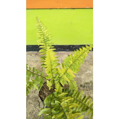 Pakis boston daun varigata  ( Nephrolepis exaltata )  - Tanaman hias pakis boston varigata - suplier