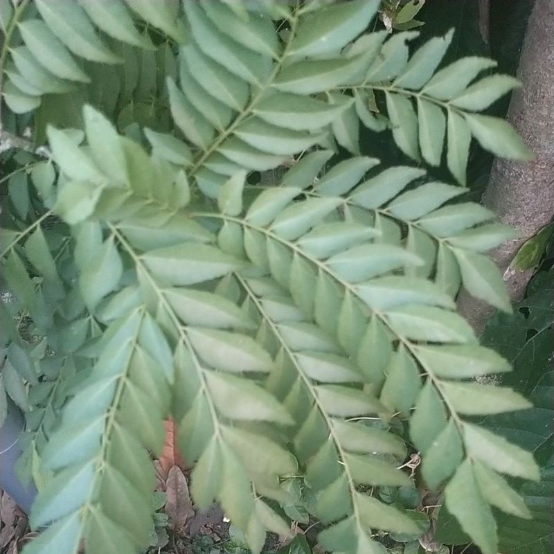 

Daun kari/ koropelik