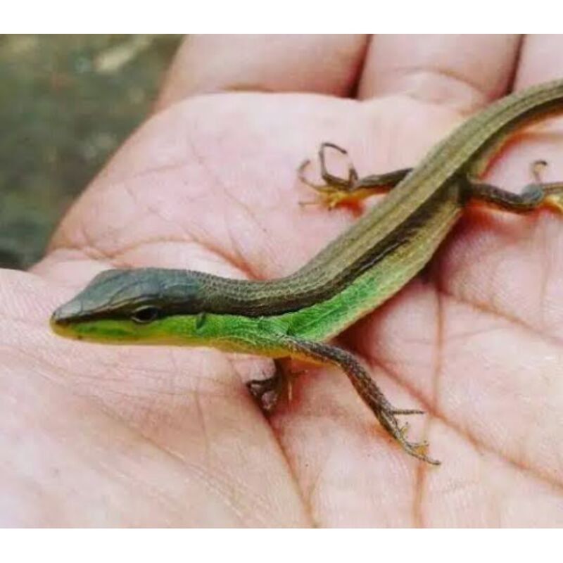 kadal rumput ekor panjang/orong orong