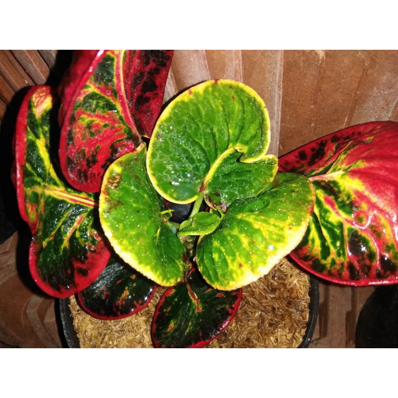 Bunga Puring APEL SRG ORIGINAL