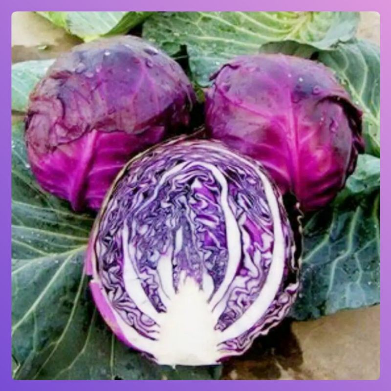 10 Benih Kubis / Kol Ungu