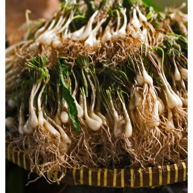 

Lokio/ Bawang Batak/ 100gr