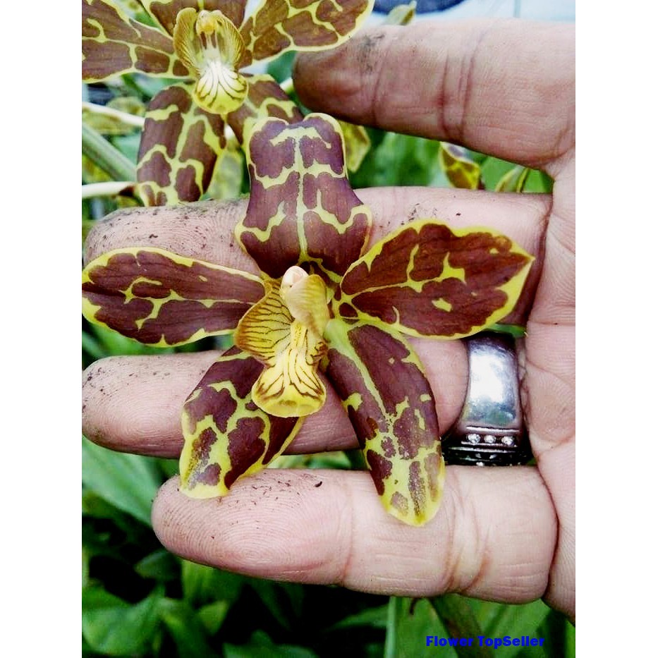 Grammatophyllum / Grammatophyllum Tiger Paw / ANGGREK / BUNGA ANGGREK
