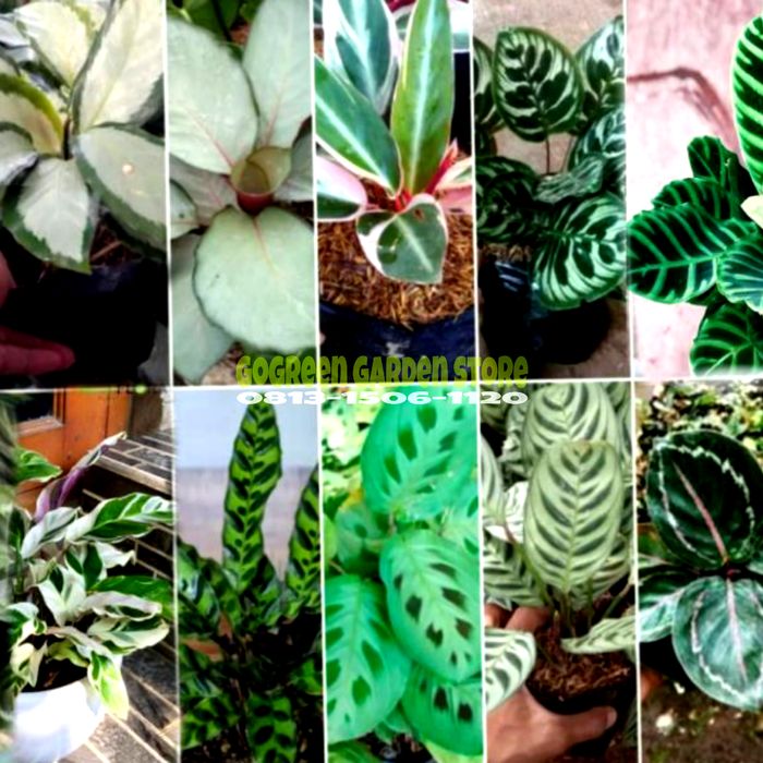 Promo Paket 10 Jenis Tanaman Hias Pohon Calathea Shopee Indonesia