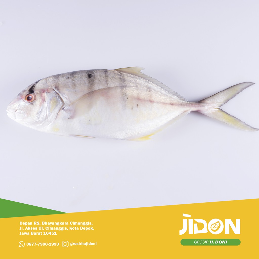 

JUAL IKAN LAUT/IKAN SEGAR/IKAN KUWE MANGGALI 500gr - 1kg