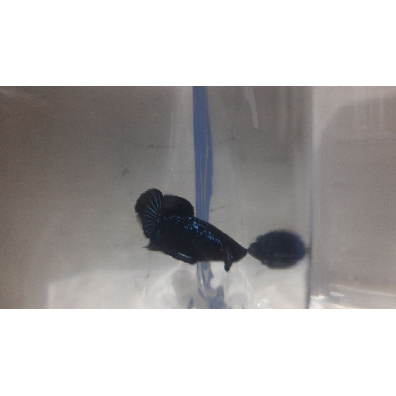 Cupang avatar gordon rintik kalimaya REAL PICT