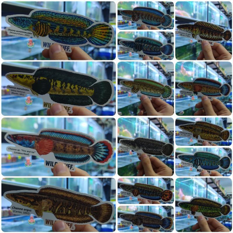 STIKERPACK by WILD STUFF (1) - CHANNA Gabus Auranti Maru Pulchra Barca Limbata Bleheri Orna Andrao S