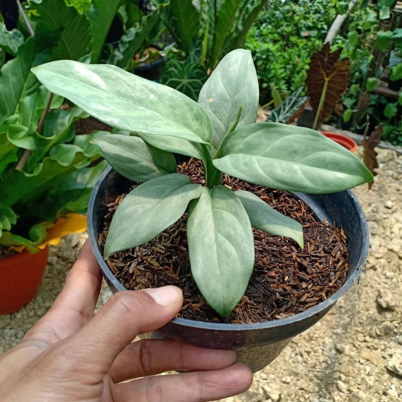 tanaman hias/aglonema diven tisue silver/aglonema silver