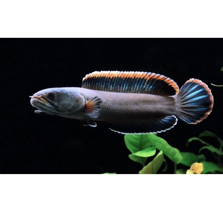 ? channa limbata cb rim tebel kualitas, ternakan sendiri size 4-5cm doyan pelet.