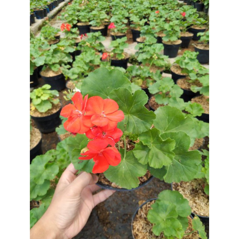 GERANIUM TEGAK BUNGA MERAH / GERANIUM DUDUK MERAH / PELARGONIUM ZONALE