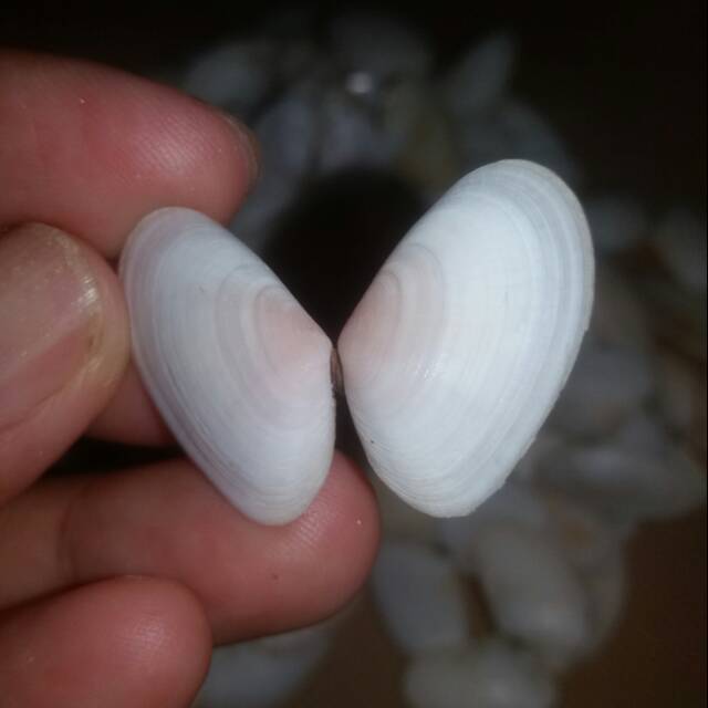 CANGKANG KERANG PUTIH / CANGKANG REMIS PUTIH