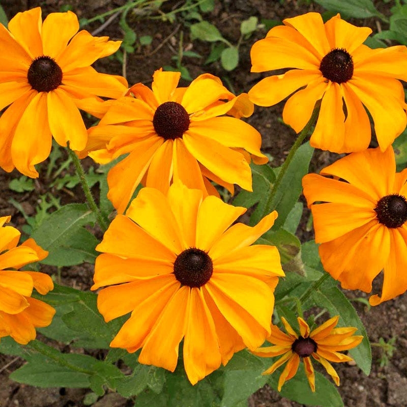 Benih Bibit Biji - Bunga Rudbeckia hirta Marmalade Flower Seeds - IMPORT